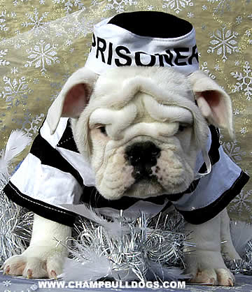English Bulldog puppies pictures
